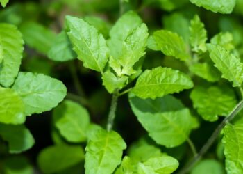 Home Gardening  DIY