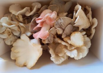TCI Gourmet Mushrooms